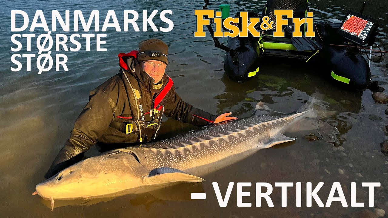 DANMARKS STØRSTE STØR  - VERTIKALT