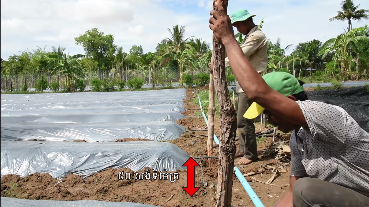 របៀបដំឡើងទ្រើងដំណាំ