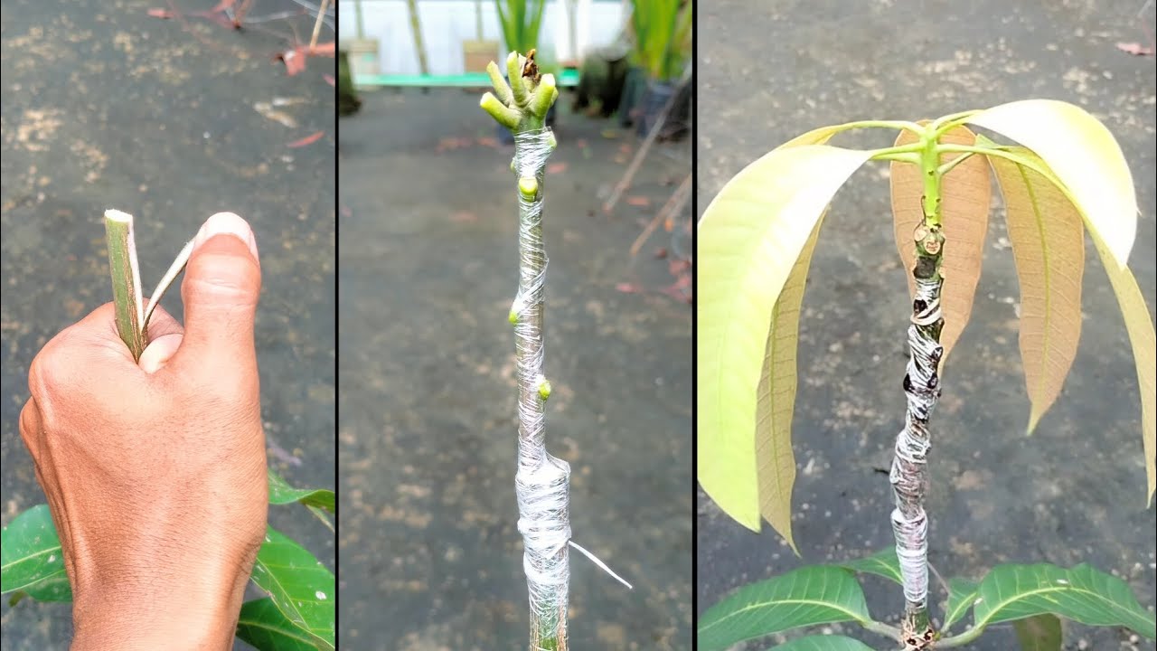 আম গাছের সহজ কলম পদ্ধতি | Mango plant grafting technique. 