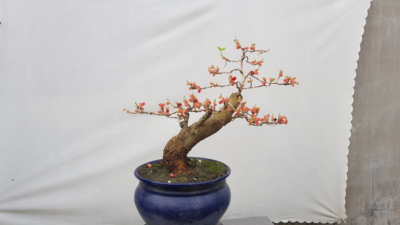 Pruning techniques to make bonsai trees bear fruit.
