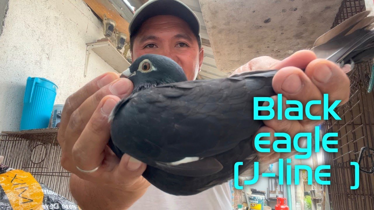 Black eagle J-line meron na tayo sa loft😍