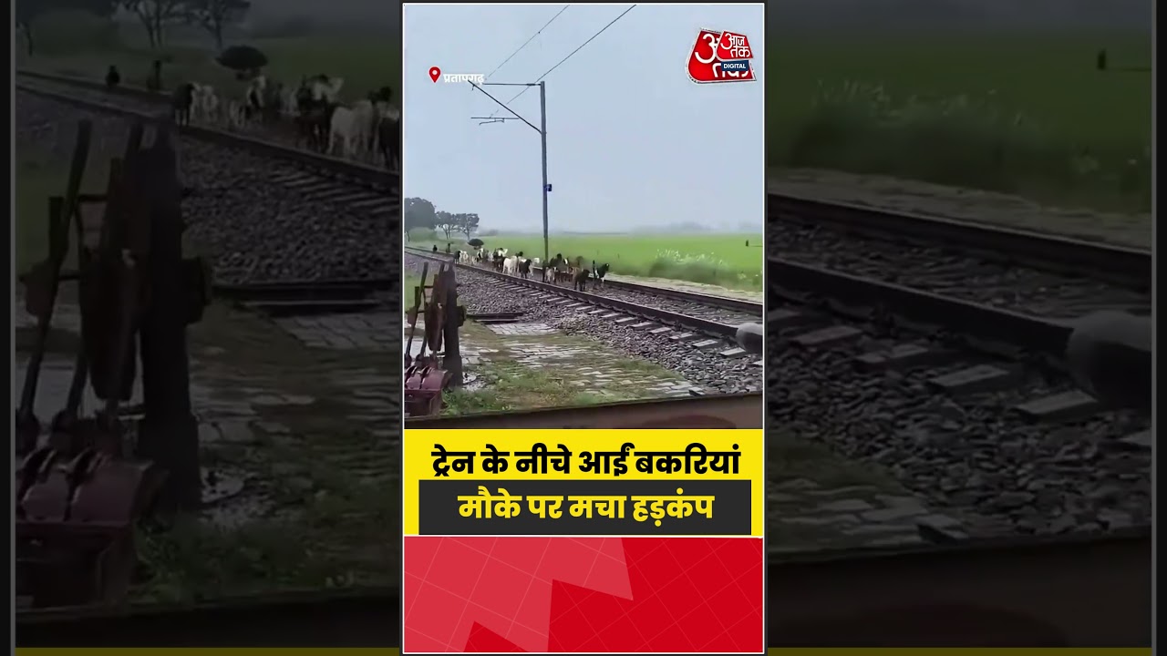 ट्रेन के नीचे आने से बकरियों की मौत, कैमरे में कैद हुआ हादसा | #TrainAccident #ViralVideo #Animal