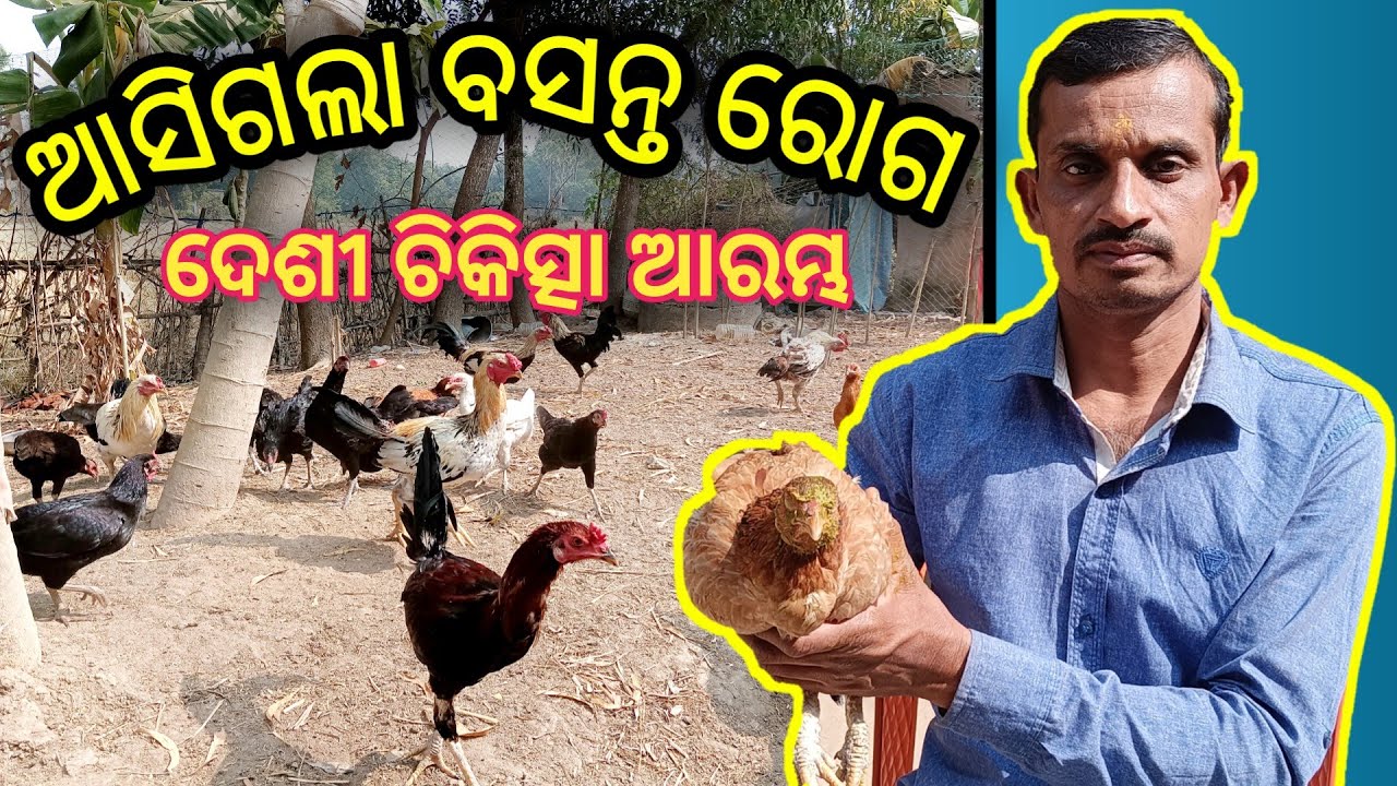 ବସନ୍ତ ରୋଗ ର ଘରୋଇ ଚିକିତ୍ସା //Natural Treatment for Fowlpox in Chickens🐓🐓
