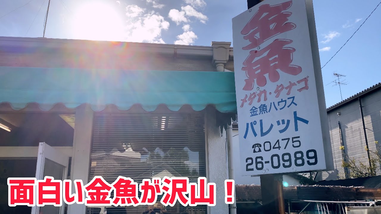 千葉の銘店へ伺いました！【金魚ハウス　パレットさん】