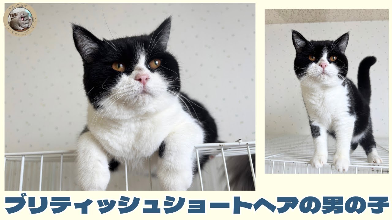 【ブリティッシュショートヘア】可愛い子猫をご紹介🐾【ブラック＆ホワイト】