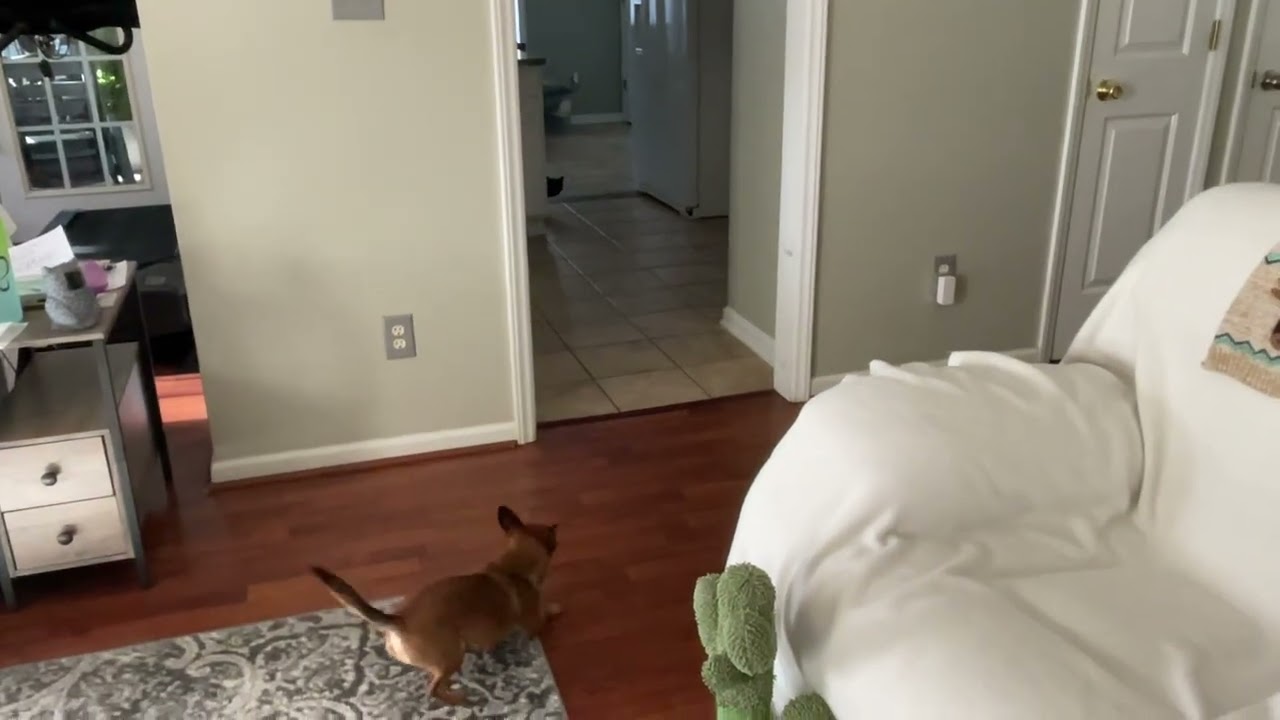 Toby trying to get onyx the cat to play.