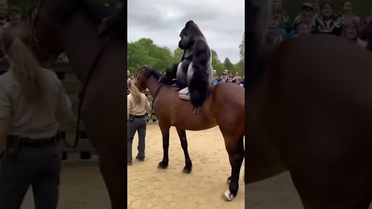 Горилла катается на лошади с дрессировщиками в зоопарке 🦍🐎😳❤️😂 #животные #горилла
