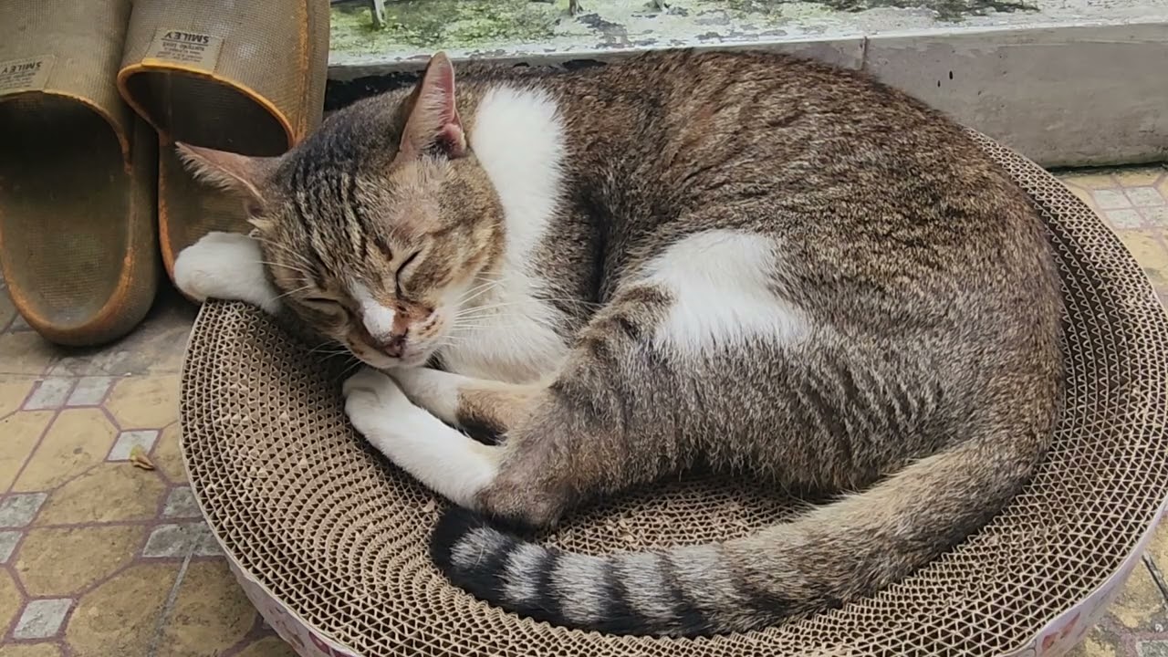 30 minutes of cat sleeping with purring sounds ep 15
