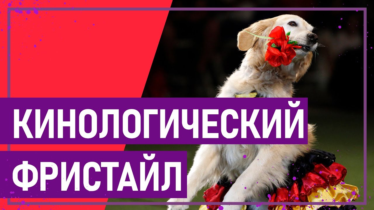 Вот это спорт! КИНОЛОГИЧЕСКИЙ ФРИСТАЙЛ
