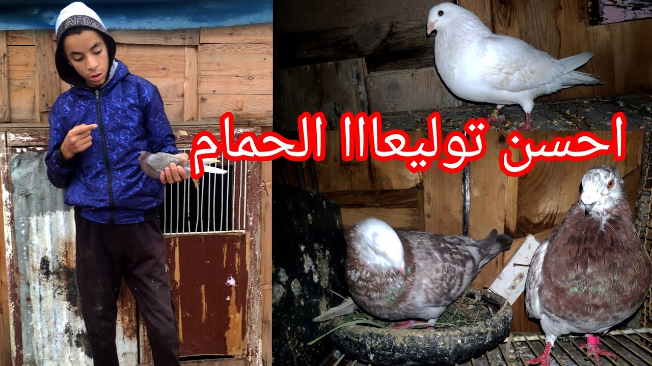 فيديو جديد 💯 توليعة مع الحمام 😱😯 او النحاسيه بيضات أو احسن توليعااا في الحمام 