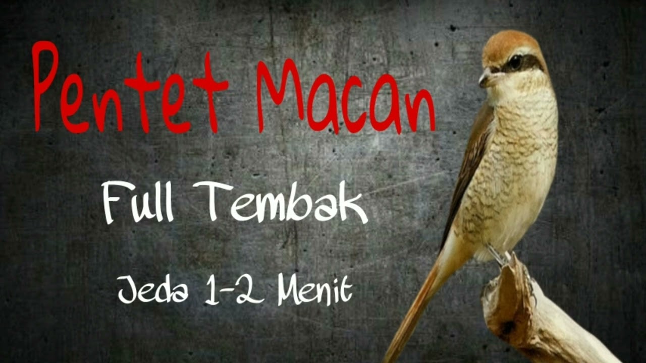 SUARA PENTET MACAN FULL NEMBAK JEDA 1-2 MENIT || MASTERAN BURUNG