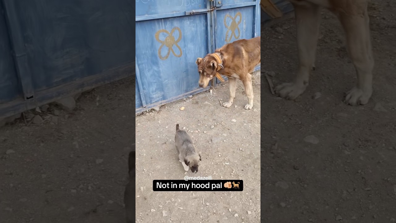 I Caught Him Following Coco 🤨