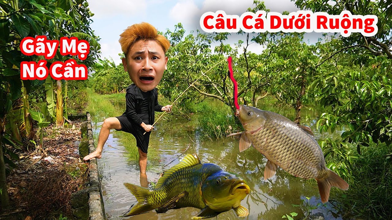 Cáo Ca - Vác Cần Ra Ruộng Câu Được Đàn Cá Chép Khủng || Hậu Cáo Câu Cá