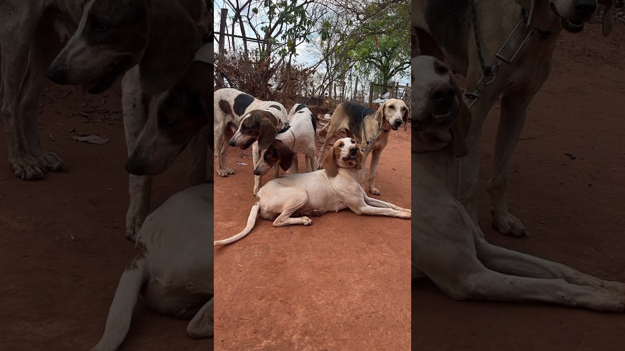 Ca&ccedil;a ao veado 🦌 #cachorro #javali #foxhound #c&atilde;es 