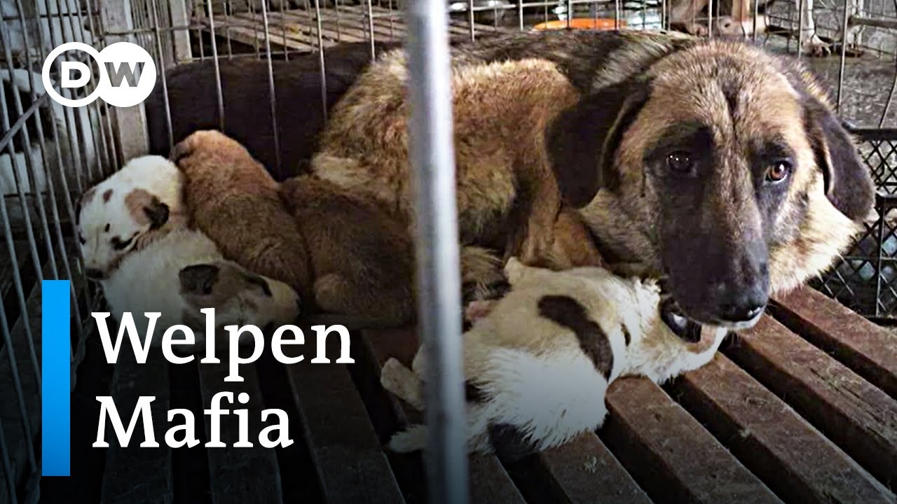 Welpenmafia: Das Geschäft mit dem Hund | DW Reporter