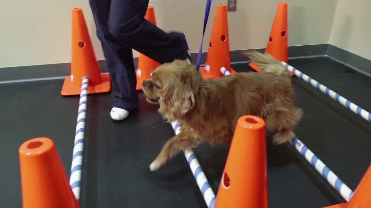 Cavaletti - PHYSIOTHERAPY (ENG)