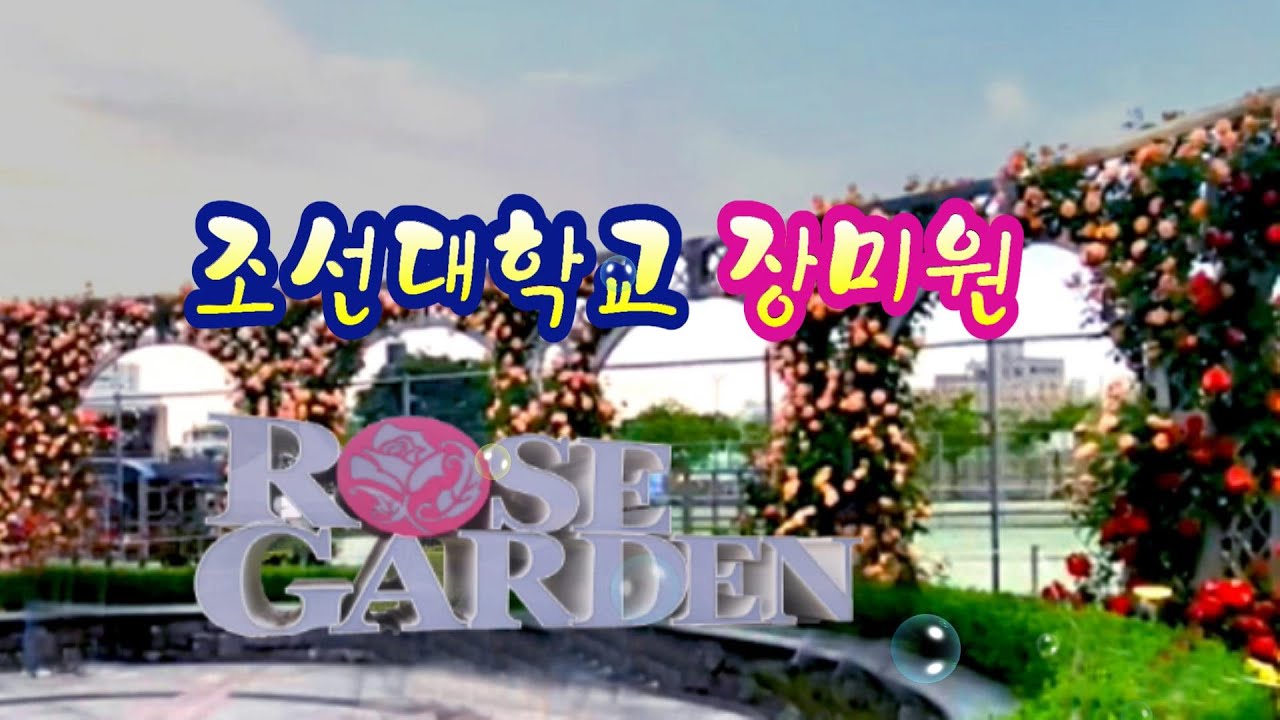 조선대학교 장미원(2025)