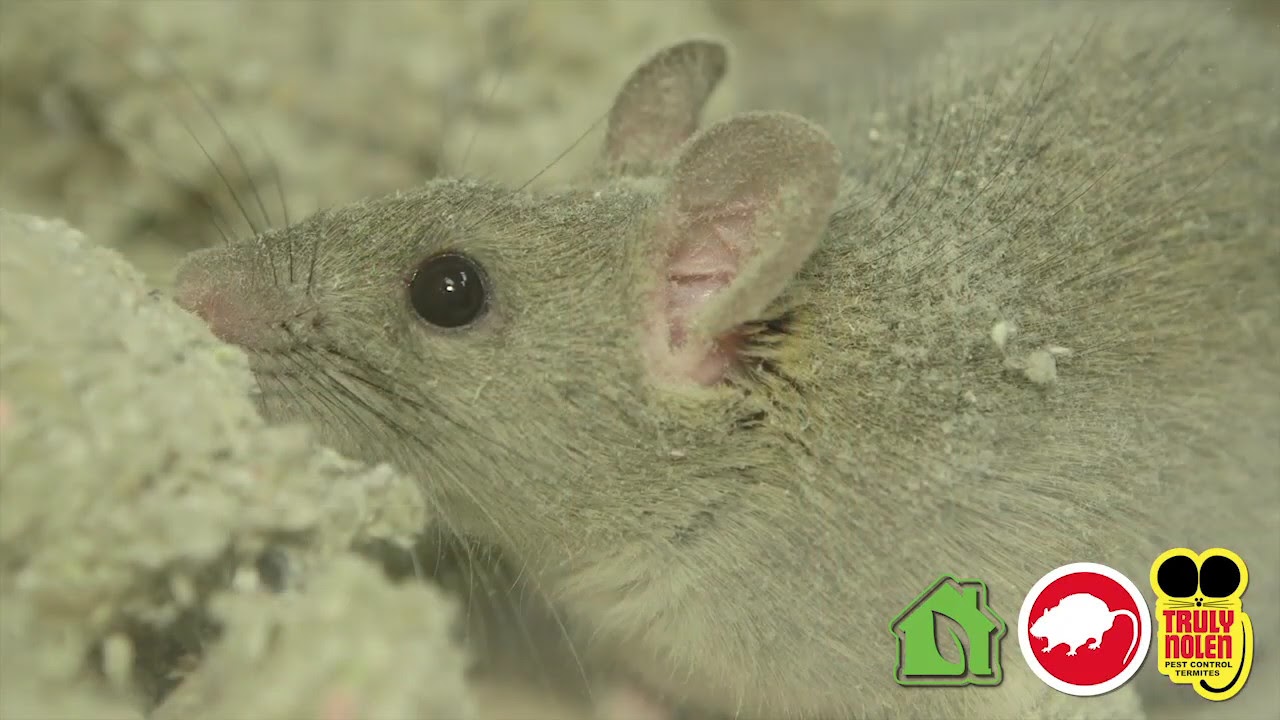 Truly Nolen Rodent Control