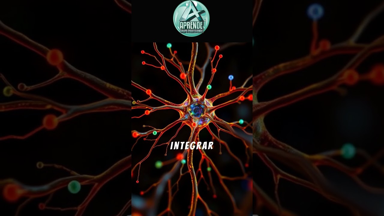 🧠 As&iacute; se comunican tus neuronas: descubre el rol de las dendritas y el ax&oacute;n 🔌