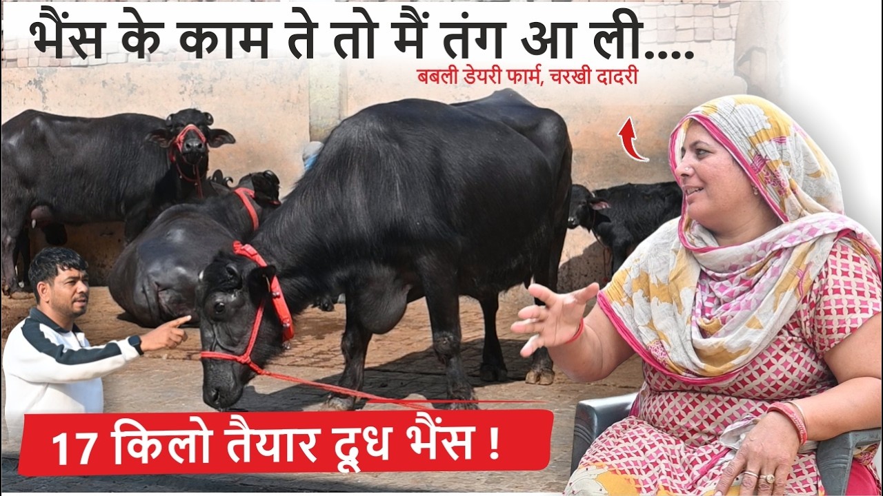 भैंस के काम ते तो मैं तंग आ ली.... 17 किलो तैयार दूध भैंस || BABLI DAIRY FARM, CHARKHI DADRI