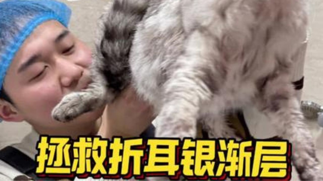 英短蓝白和银点洗护 宠物店拒接的猫在家洗澡却这么乖！ #洗澡  #宠物  #貓咪洗澡 #貓咪咬人 #惡貓 #上門洗貓 #寵物 #猫咪