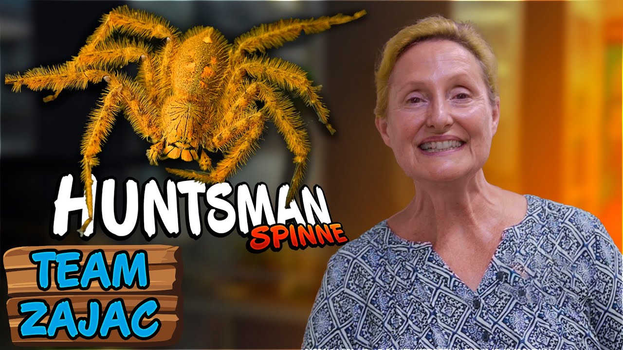 diese SPINNE RENNT gleich schnell IN ALLE RICHTUNGEN | Zoo Zajac
