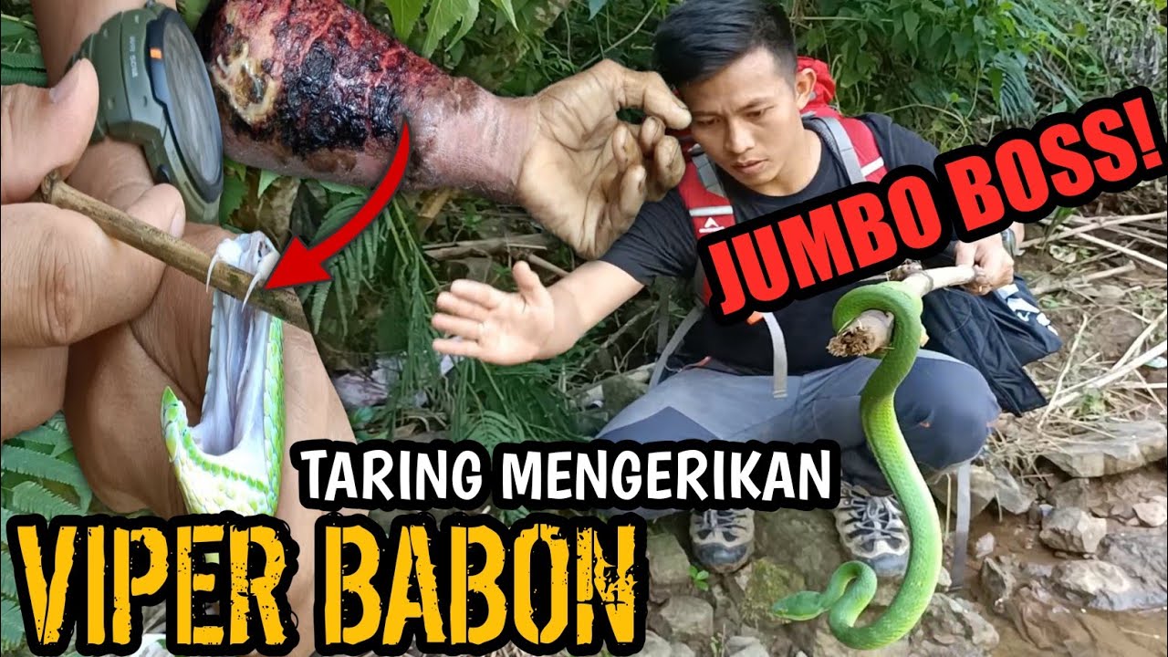 AKIBAT TARING PANJANG VIPER BABON JUMBO YANG MENAKUTKAN! ULAR HIJAU EKOR MERAH!