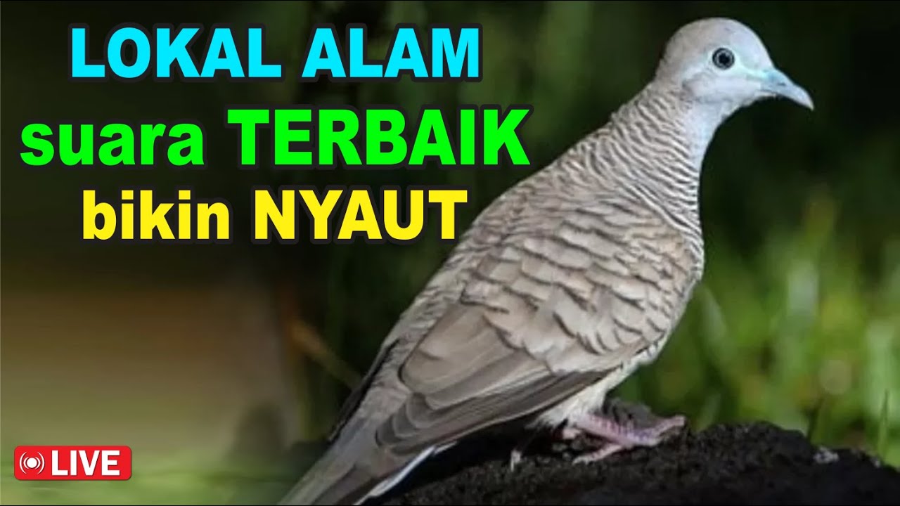 Perkutut Lokal Gacor alam liar iramanya BIKIN CEPAT NYAUT