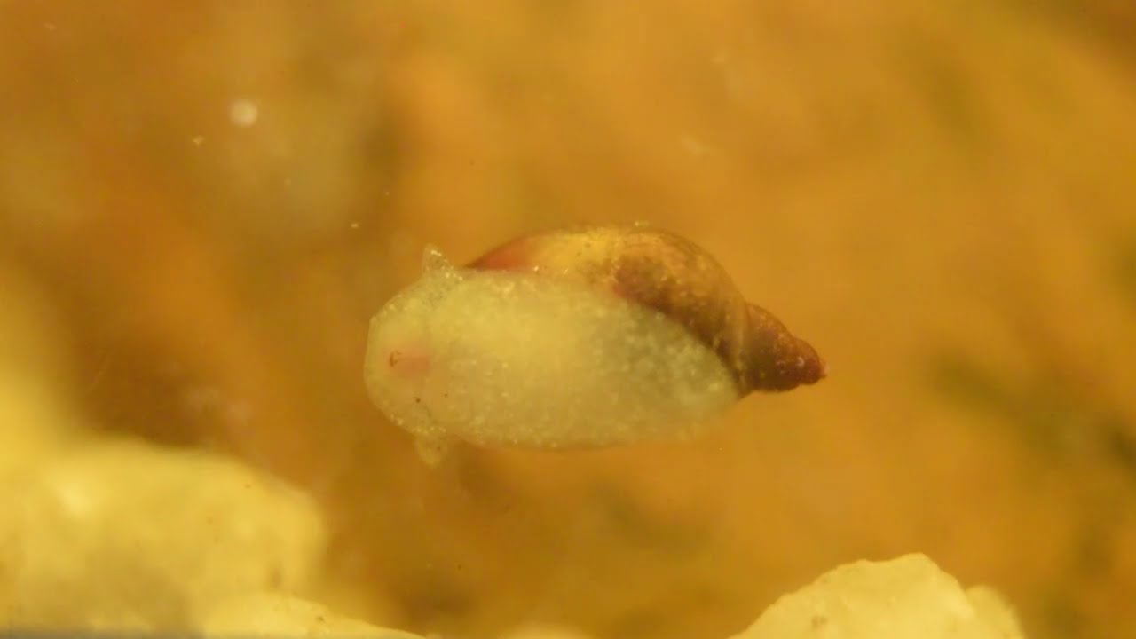 Merry Shrimpmas - Blue Cherry Shrimp Relaxation and Observation