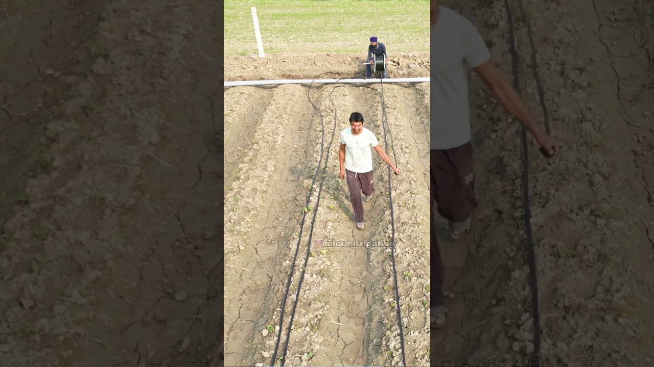पंजाब में ड्रिप इरीगेशन पर बंपर सब्सिडी | #subsidy #subsidyondripirrigation