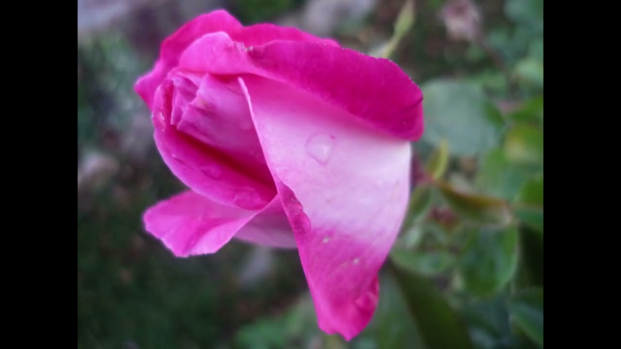 Jardin2