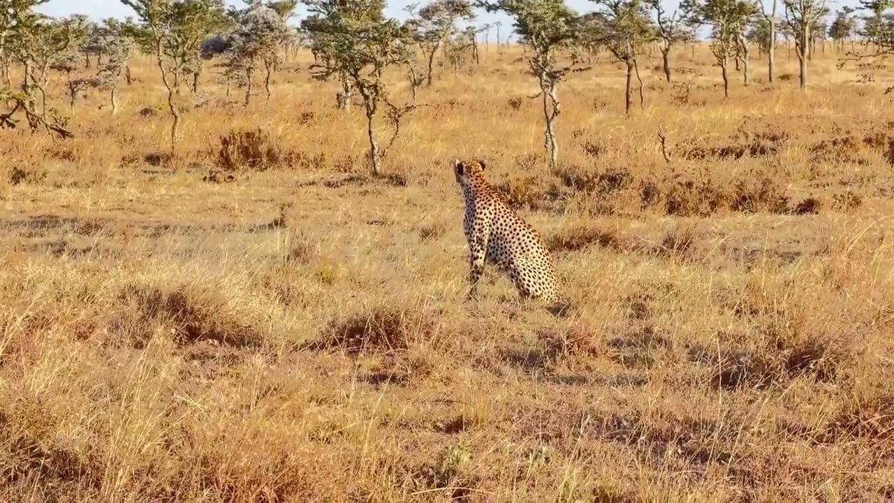 Our Cheetah Encounter