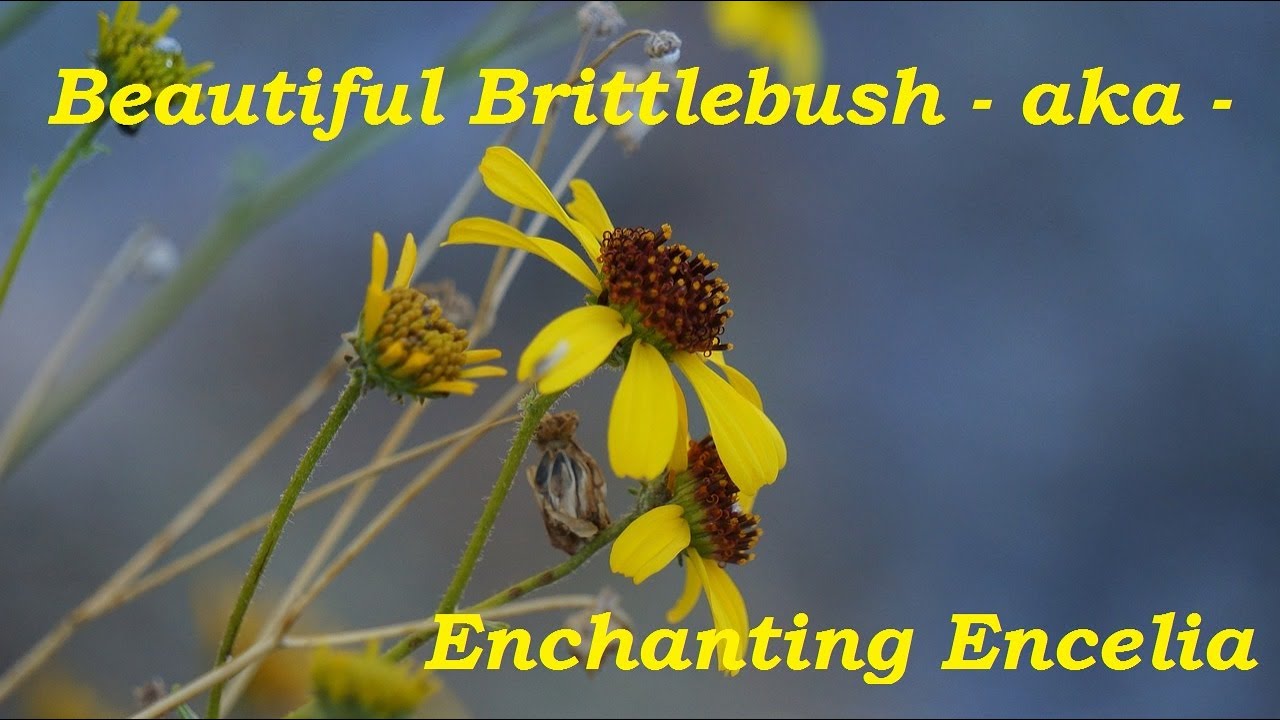 Beautiful Brittlebush &ndash; aka &ndash; Enchanting Encelia