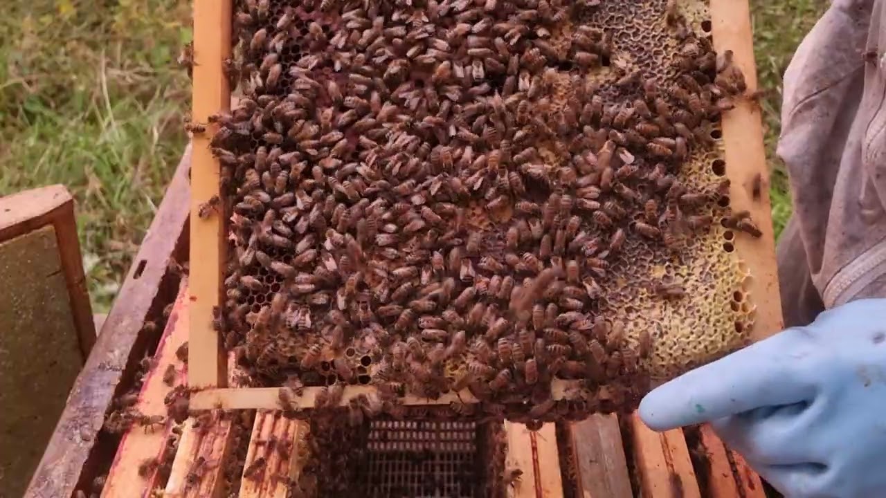 Belle colonie prête pour l'hivernage 😉 🙆‍♂️ 🐝
