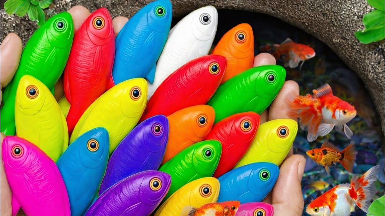 Menangkap Ikan Hias Cantik di Akuarium cantik | Guppy, Molly, Platy & Koki Beraksi! 🐠✨
