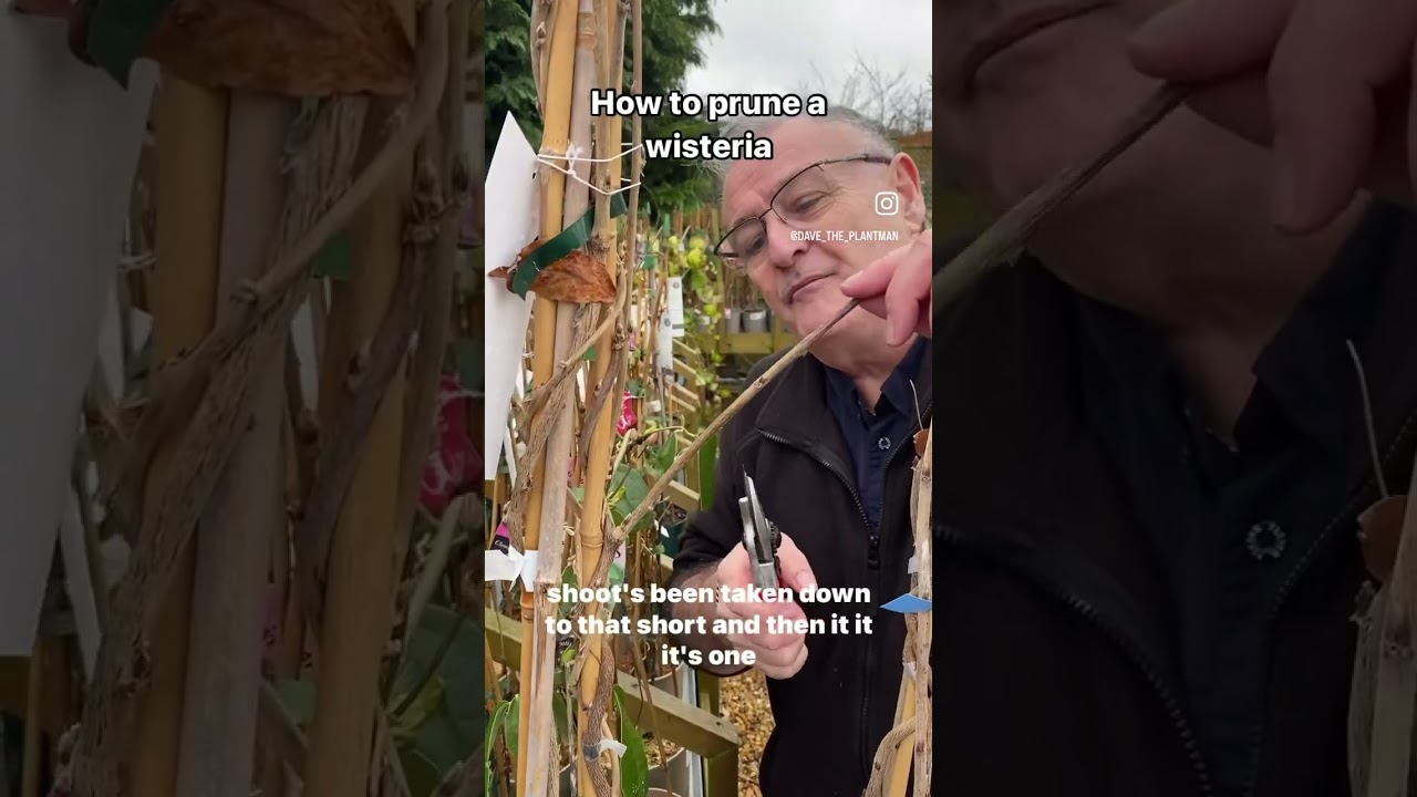 Как обрезать глицинию #вьющиесярастения #садоводство #сады #советыпосадоводствудляначинающих #гли...