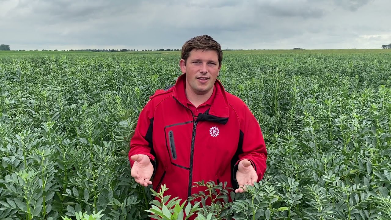 Zo werken we aan de veldboon van de toekomst: veredeling van veldbonen bij LG Seeds