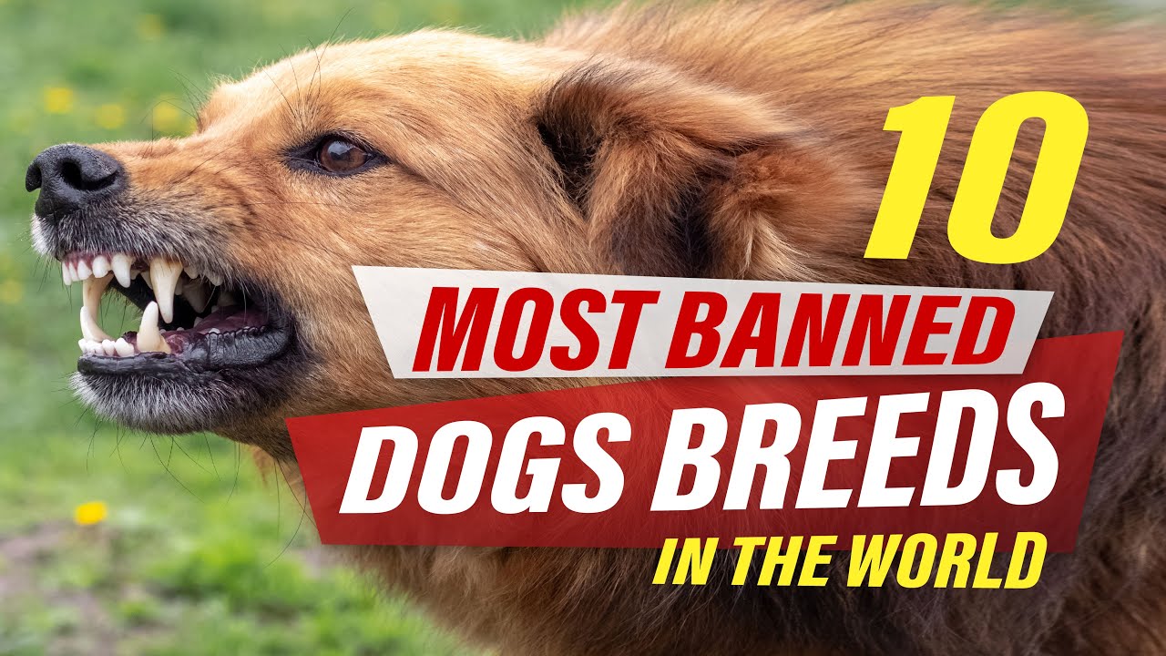 Top ILLEGAL DOG BREEDS In The World