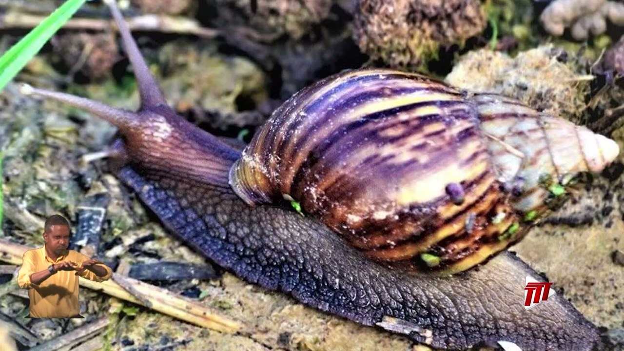 Tackling The Giant African Snail