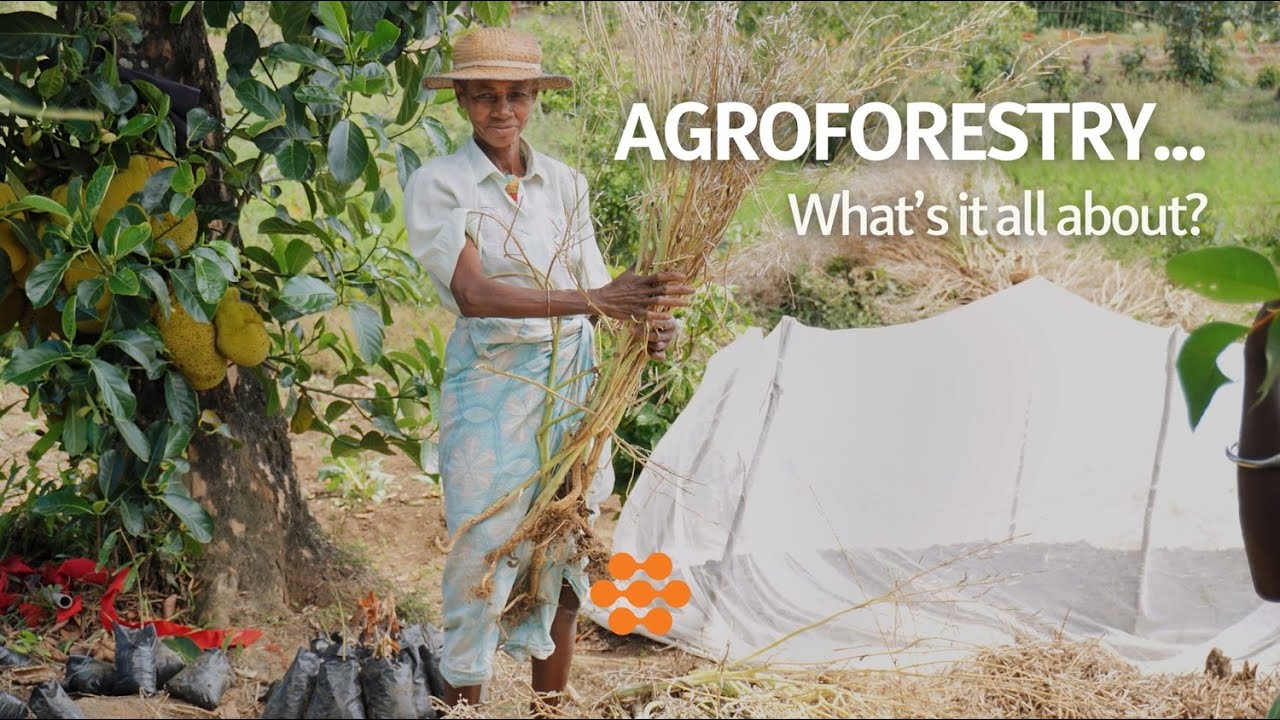 Agroforestry in Video... What's it all about? 🤔🌱