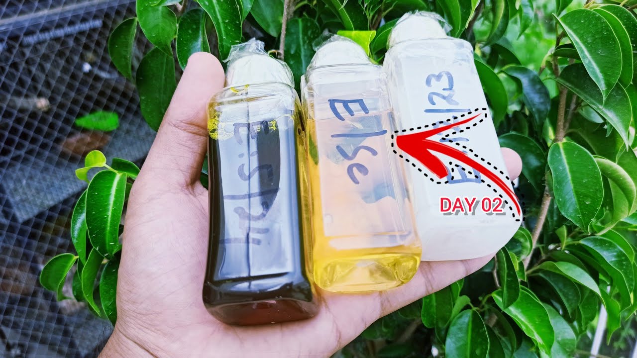 Breeding Vitamins Ka Doosra Din