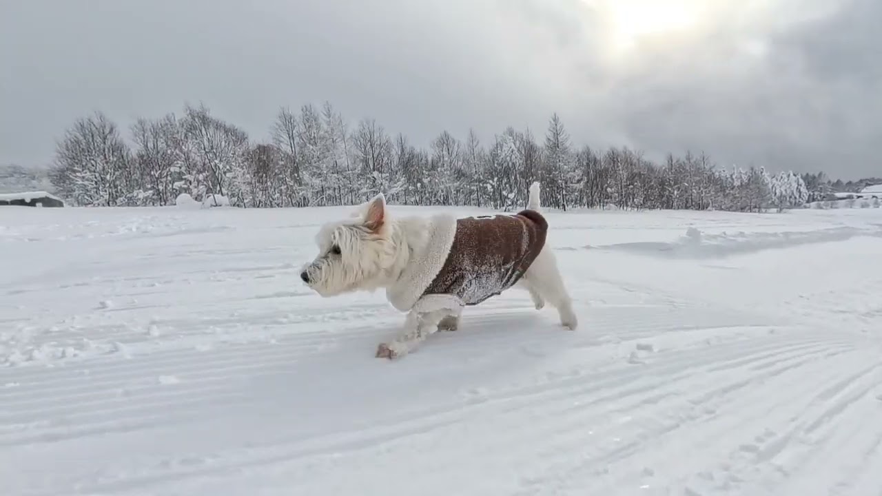 Westie May on the Moguls (again)