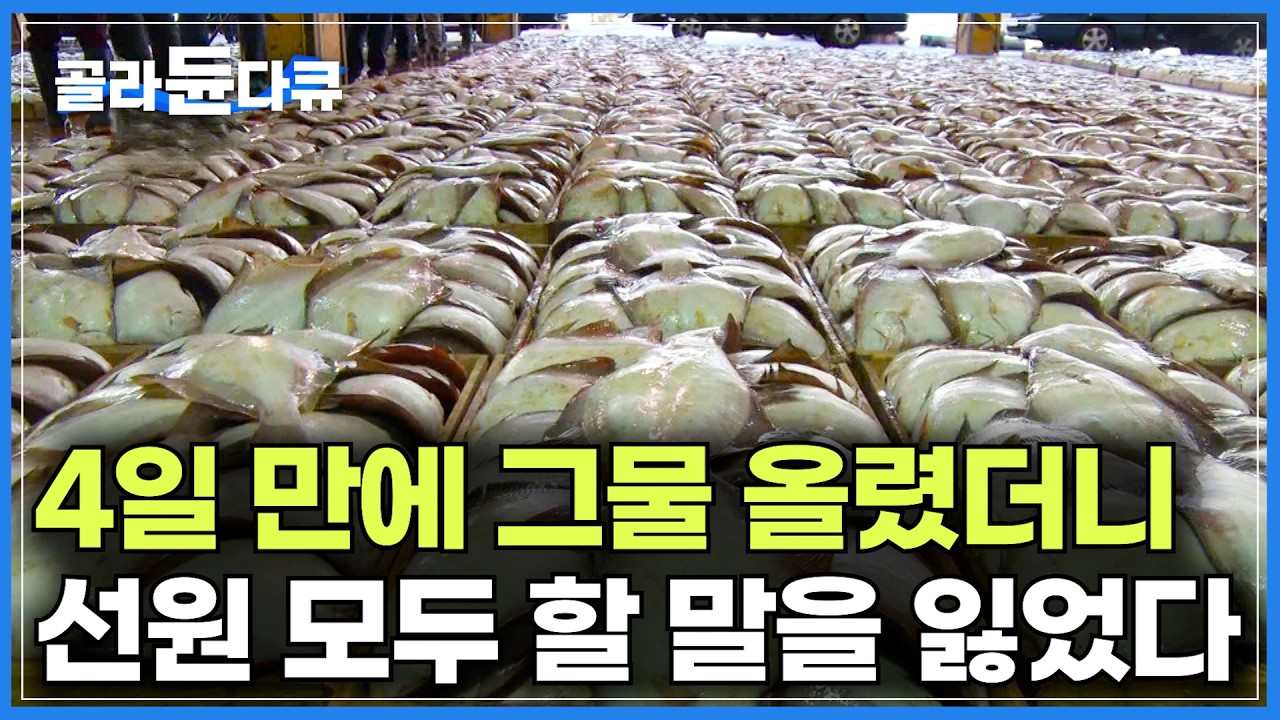선원 모두 할 말을 잃었다. 4일 만에 그물 올려봤더니｜2km 그물 던지는 3박 4일 가자미 조업｜한국 가자미 70% 여기서 잡는다. 울산 방어진항 어부들｜극한직업｜#골라듄다큐