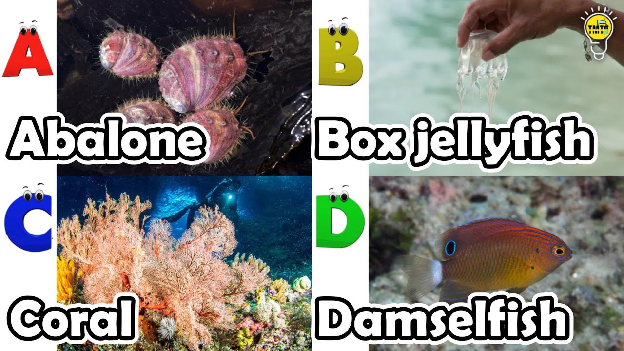 ABC phonics animals | ABC Sea Animals song | English and Animals for Kids | Alphabets Kids Song