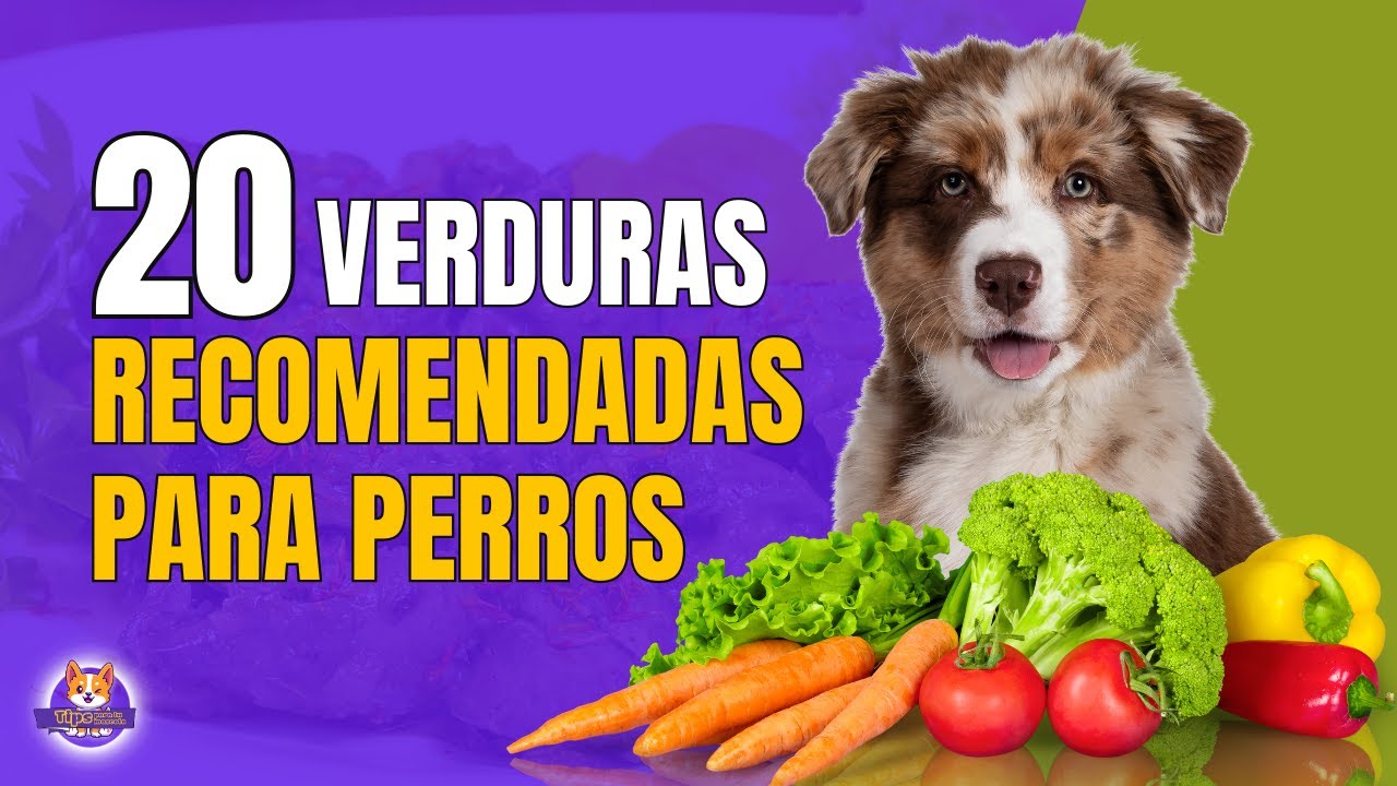 RECOMMENDED VEGETABLES FOR DOGS