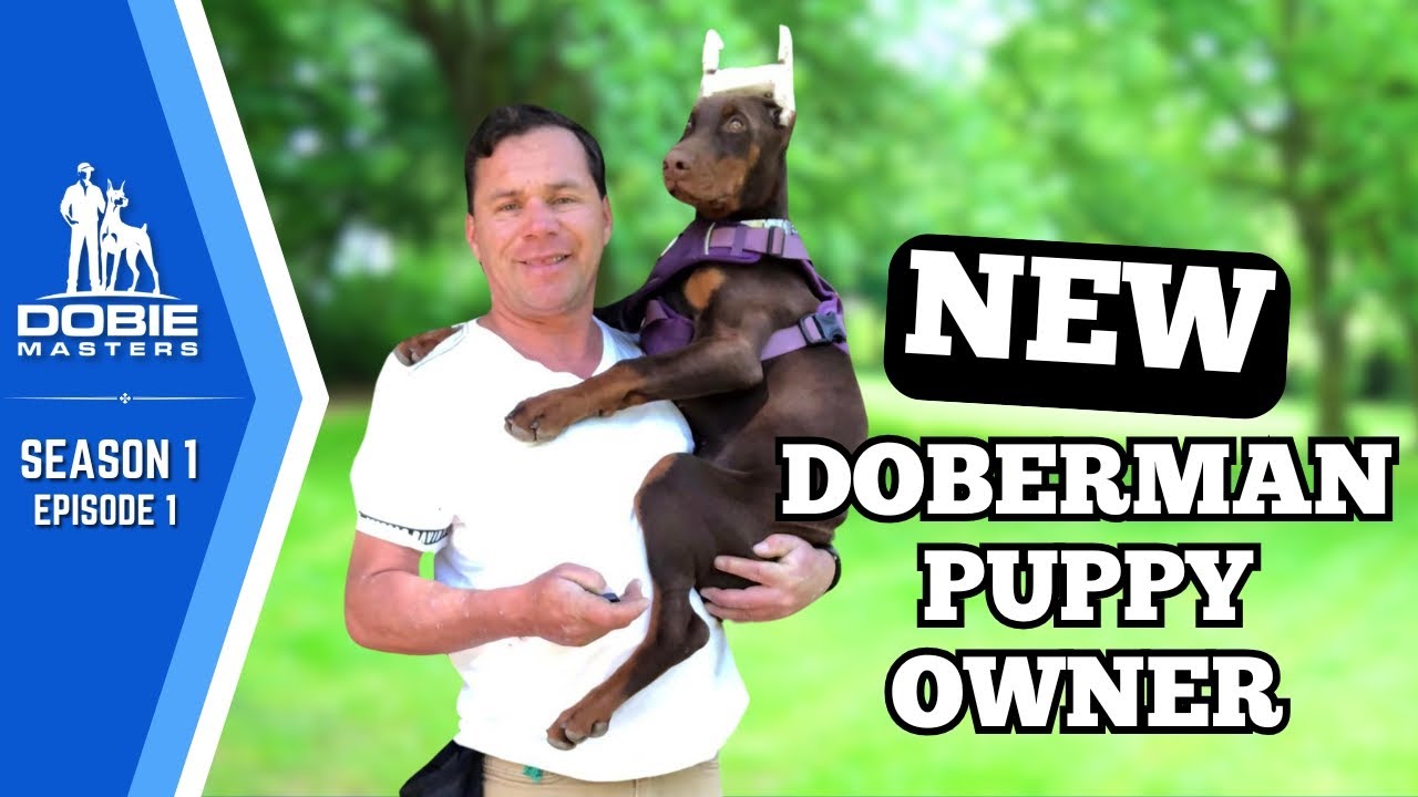 Cleo the Doberman Begins Training | Dobie Masters (S1E1)