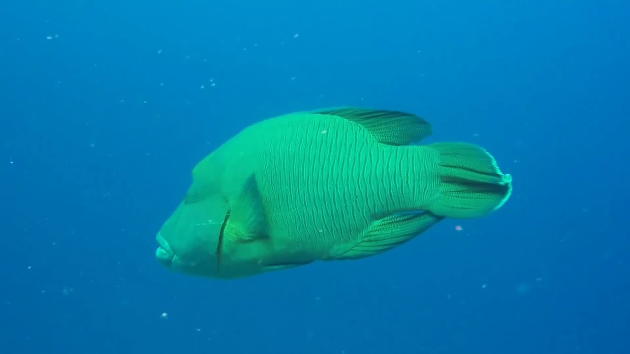 Maldive 2015 - IncantoBlu (by Ivan)