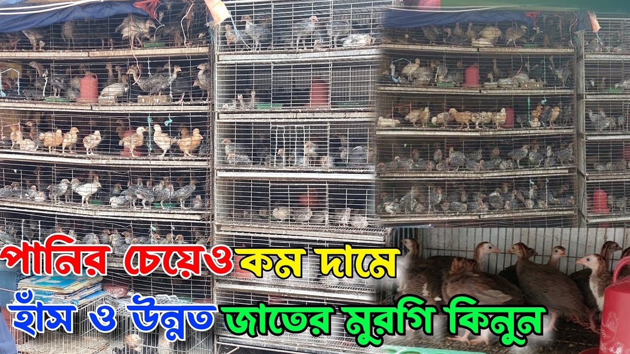পানির চেয়েও কম দামে হাঁস মুরগির বাচ্চা কিনুন//বাংলাদেশের পাইকারি হাঁসের বাজারে/হাঁস মুরগির বাজার দর