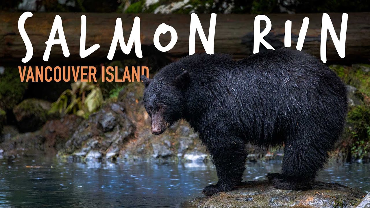 Photographing BEARS –The Salmon Run on Vancouver Island