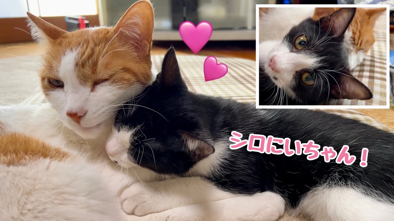 シロ兄ちゃんに甘えまくりな子猫キーくんがかわいい！優しいシロくんに癒される〜